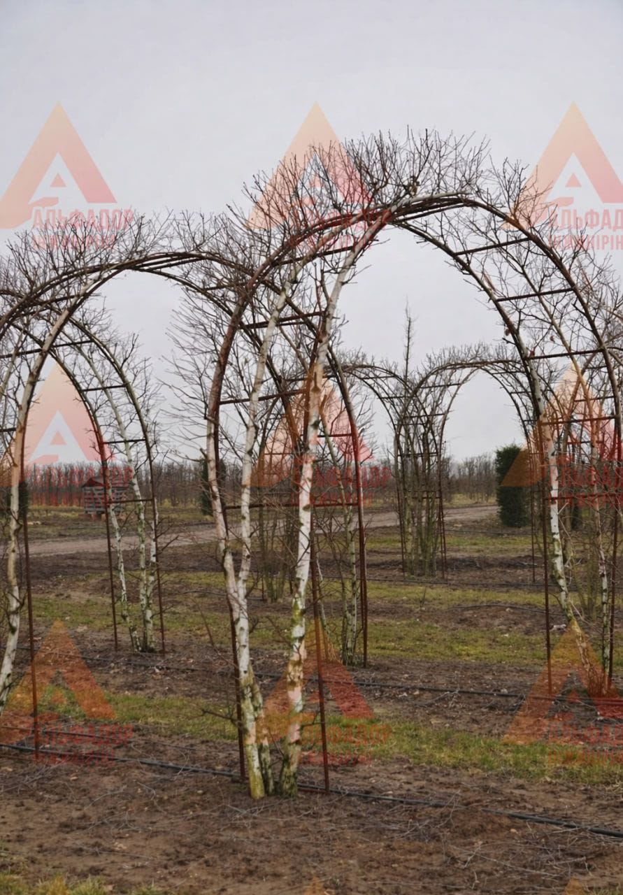 Садова арка Aura 4